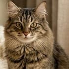 Fluffy pet cat